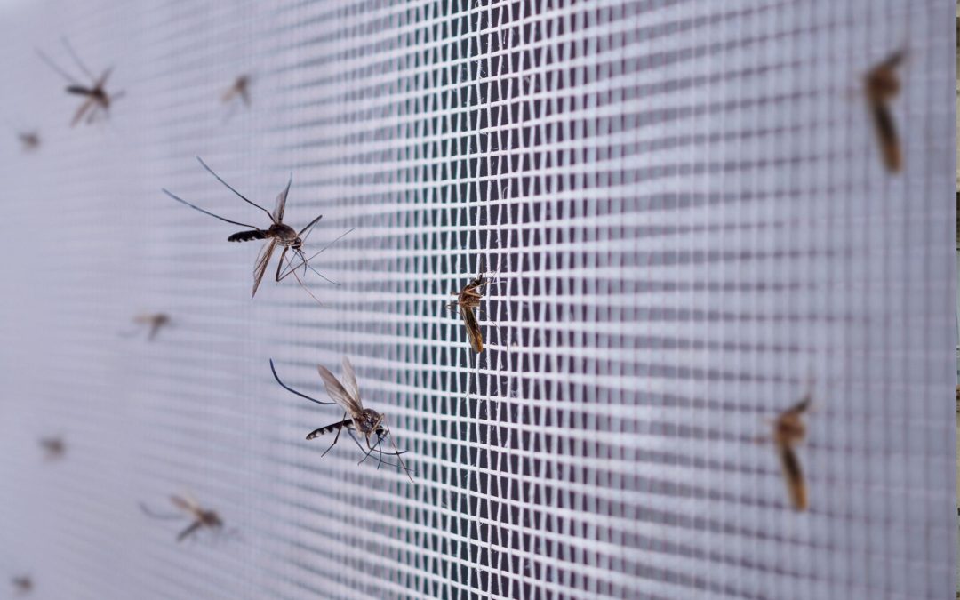 Di adiós a los mosquitos: mosquitera para ventanas